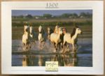 Image of the puzzle 1500, Nathan, Cantering in the Camargue, Complete, Picture of the box