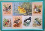 Image of the puzzle 1000, Grovely, Wild Ducks, by Maurice Pledger, Complete, Picture of the box