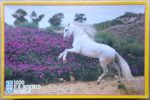Image of the puzzle 1000, F.X. Schmid, White Horse, by Thomás Micek, Complete, Picture of the box