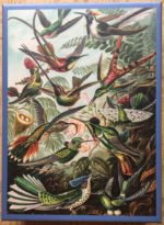 Image of the puzzle 1000, Bekking & Blitz, Illustrations of Animals and Sea Creatures, Complete, Picture of the box