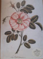 Image of the puzzle 1000, Artisan Puzzle, Garden Rose, Sealed Bag, Picture of the box