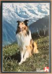 Image of the puzzle 500, Nathan, Collie, Complete, Picture of the box