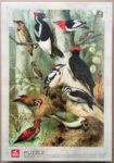 Image of the puzzle 1000, Deico, Encyclopedia Puzzle, Birds, by Adolphe Philippe Millot, Factory Sealed, Picture of the box