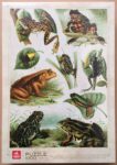 Image of the puzzle 1000, Deico, Encyclopedia Puzzle, Frogs, by Adolphe Philippe Millot, Factory Sealed, Picture of the box