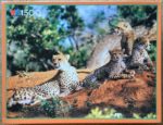 Image of the puzzle 1500, MB, Family of Cheetahs, Complete, Picture of the box