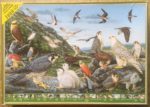 Image of the puzzle 1000, JH, Falcons, Christoforou, Complete, Picture of the box