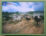 Image of the puzzle 1500, MB, Camargue, Complete, Picture of the box