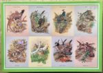 Image of the puzzle 1000, Groverly, Game Birds, by Maurice Pledger, Complete, Picture of the box